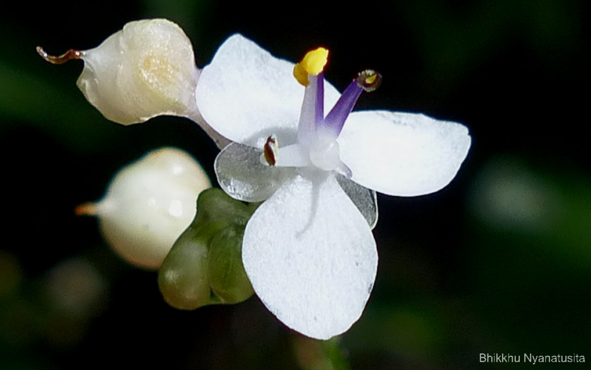 Pollia secundiflora (Blume) Bakh.f.